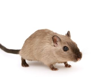 Aprende a acabar los ratones, cucarachas y otros insectos