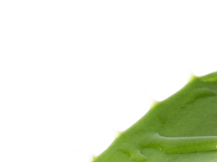 planta de aloe vera