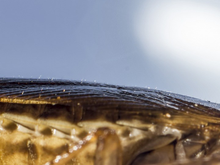 cucaracha una plaga en tu hogar