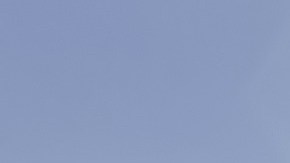 cucaracha una plaga en tu hogar