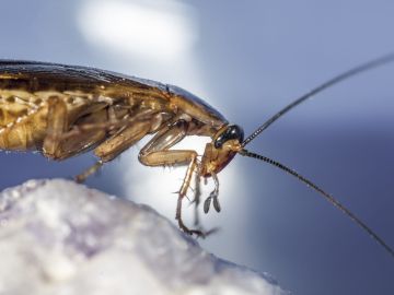 cucaracha una plaga en tu hogar