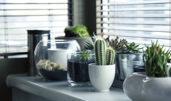 plantas para decorar en interiores