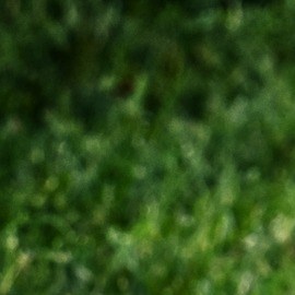 perro juega con una pelota