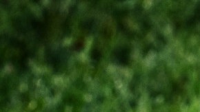 perro juega con una pelota