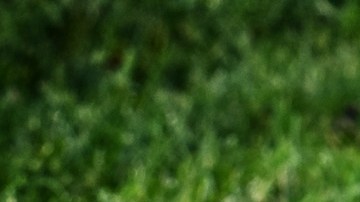 perro juega con una pelota