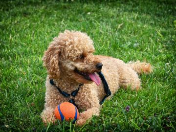 perro juega con una pelota
