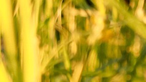 Ropa para usar durante el embarazo