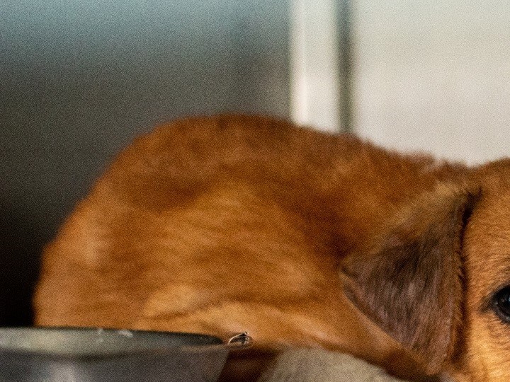 aplicaciones móviles para saber qué productos son de crueldad animal