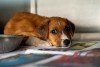 aplicaciones móviles para saber qué productos son de crueldad animal