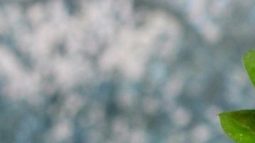 reembolso de efectivo en BoFA