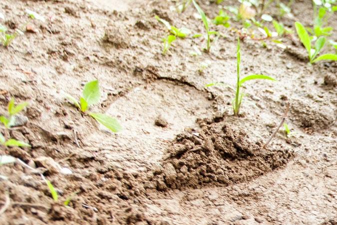 servicios para el jardín