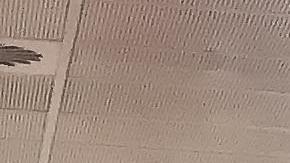 anaqueles de frutas y vegetales