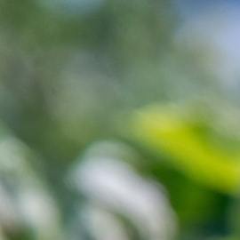 manzana roja en un árbol