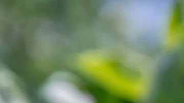 manzana roja en un árbol