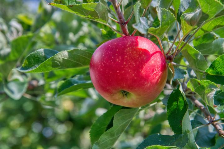 manzana roja en un árbol