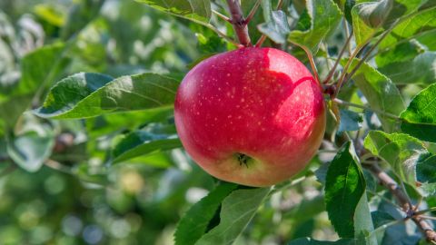 manzana roja en un árbol