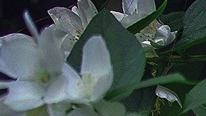 mascarillas para cabello