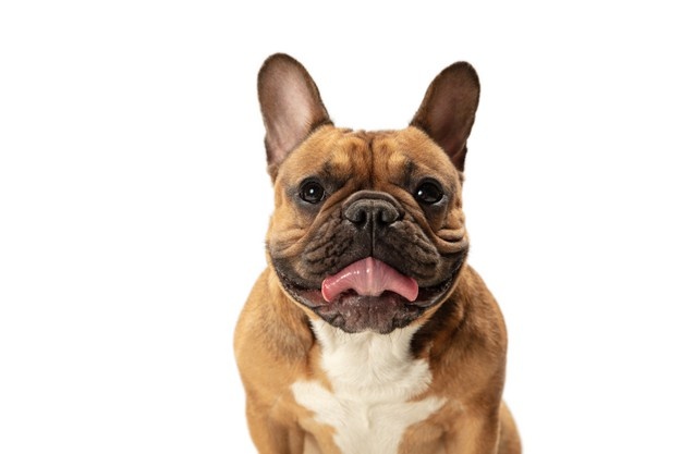 perro buldog marrón