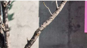 ford maverick 2022 en otoño