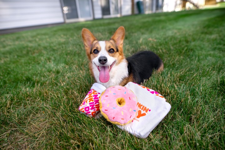A partir del 4 de agosto, el nuevo "Cup for Pup" estará disponible por $1 en restaurantes de Dunkin’
ofreciendo crema batida para tu amigo peludo, para una buena causa. Créditos: Dunkin'