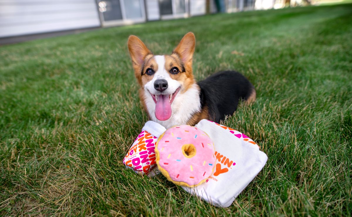 Mima a tu perro con los nuevos juguetes BARK inspirados en Dunkin' y crema batida 