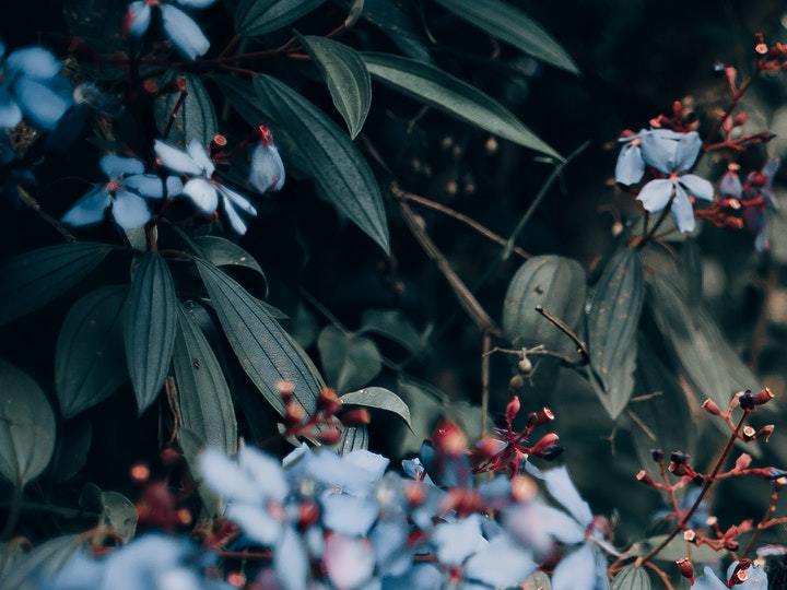 Pareja el dìa de los enamorados