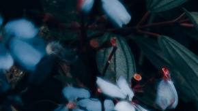 Pareja el dìa de los enamorados