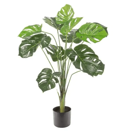 Planta decorativa Naturae Decor