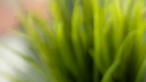 Persona ordenando comida por aplicación móvil