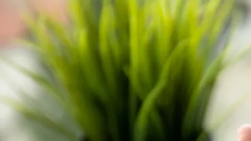 Persona ordenando comida por aplicación móvil