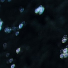 Tiendas con descuentos por Saldos de Inventario