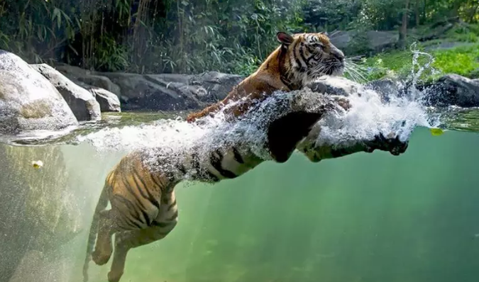 Un pase con descuento para el zoológico del Bronx en Nueva York