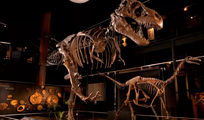 Consigue un pase al Museo de Ciencia natural de Houston