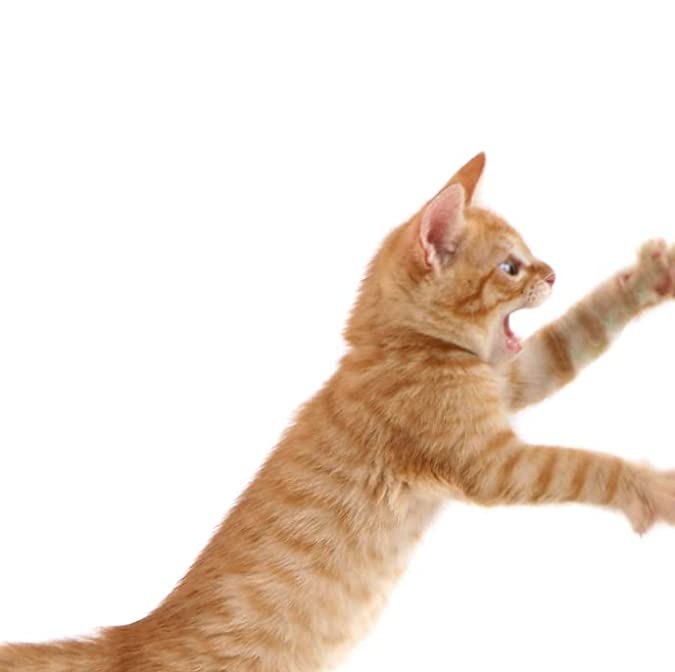 Varilla retráctil con plumas para gatos Uahpet