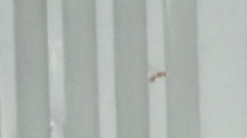 regalos amazon de navidad en la entrada de la casa