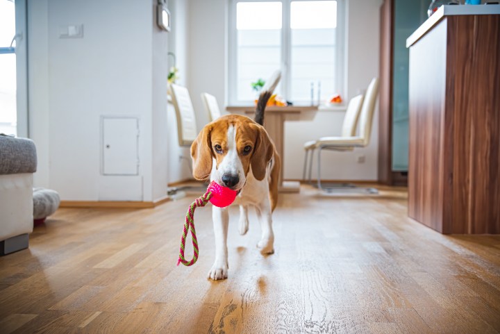 Consigue regalos para tus mascotas por menos de $20