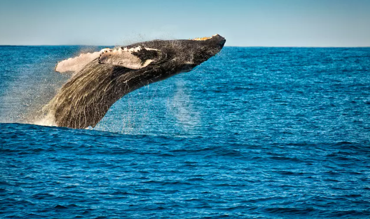 Crucero de 3 horas por la costa para el avistamiento de delfines y ballenas en Nueva York