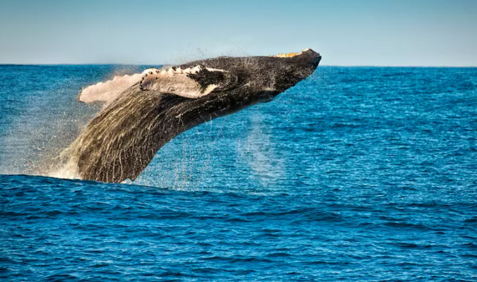 Crucero de 3 horas por la costa para el avistamiento de delfines y ballenas en Nueva York