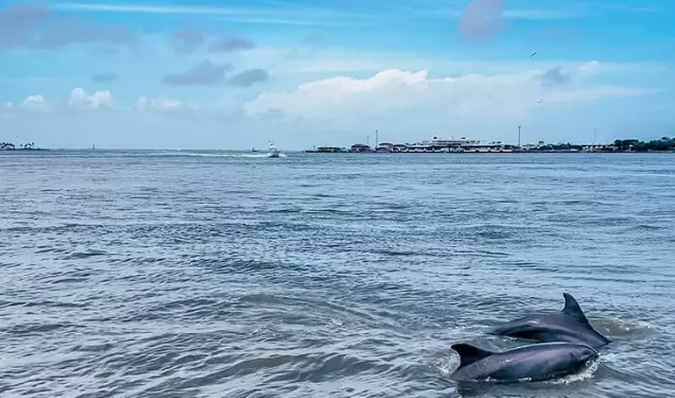 Paseo acuático para admirar delfines en Houston