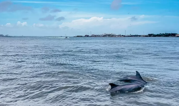 Paseo acuático para admirar delfines en Houston