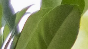 Encuentrta las mejores parrillas para el verano en Lowe's y Walmart