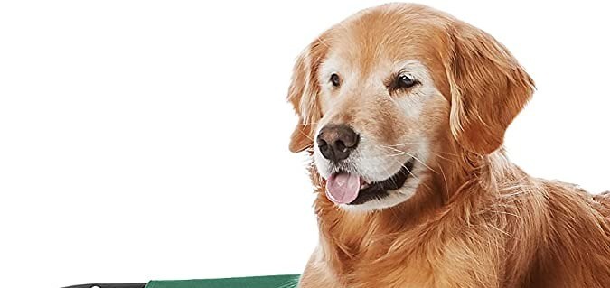 Cama elevada para mascotas Amazon Basics