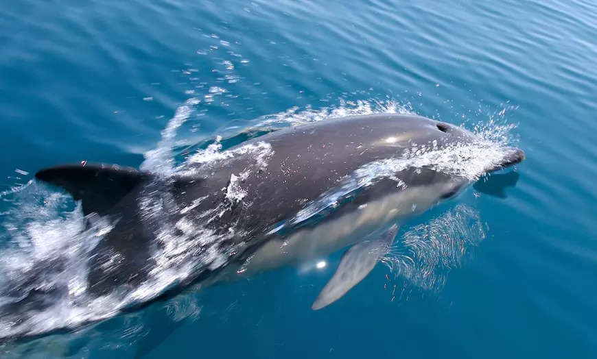 Pase para tour de avistamiento de delfines en Texas