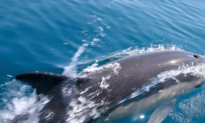 Pase para tour de avistamiento de delfines en Texas