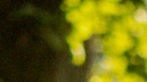 patio o jardín de la casa