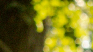 patio o jardín de la casa