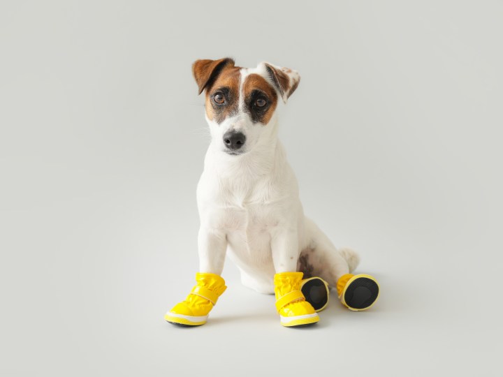 Zapatos para perro