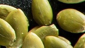 Consigue alimentos en Amazon