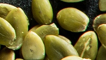 Consigue alimentos en Amazon