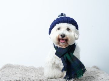 Descubre ofertas irresistibles en nuestra guía de compras invernal para mascotas. Desde suéteres de forro polar hasta calentadores para perros, te presentamos opciones cuidadosamente seleccionadas con precios especiales. Prepara a tus mascotas para el invierno con estilo y comodidad.